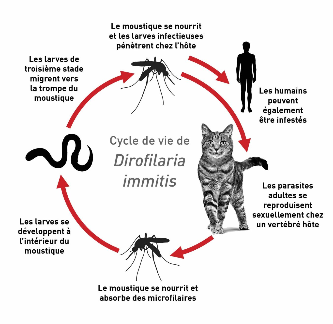 Cycle de vie de Dirofilaria immitis