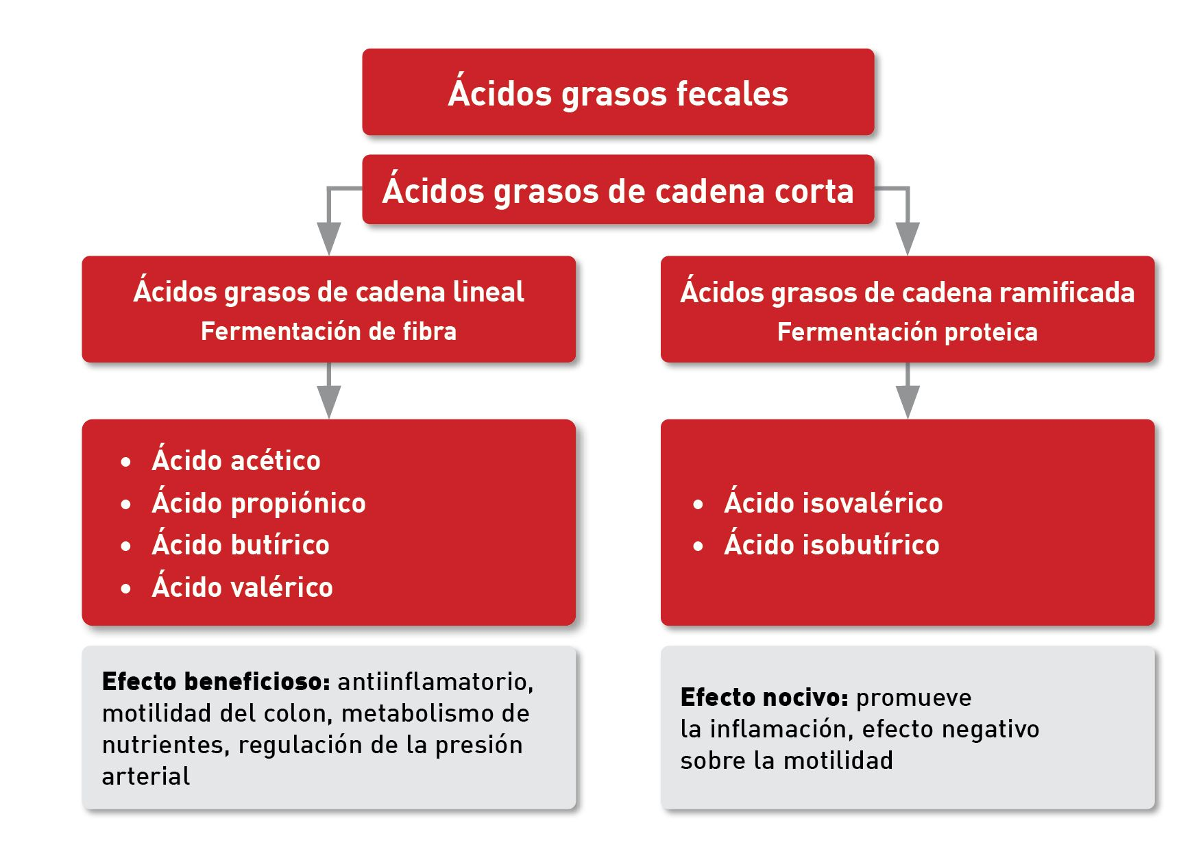 Los AGCC lineales y ramificados son productos del metabolismo del colon con diferentes efectos