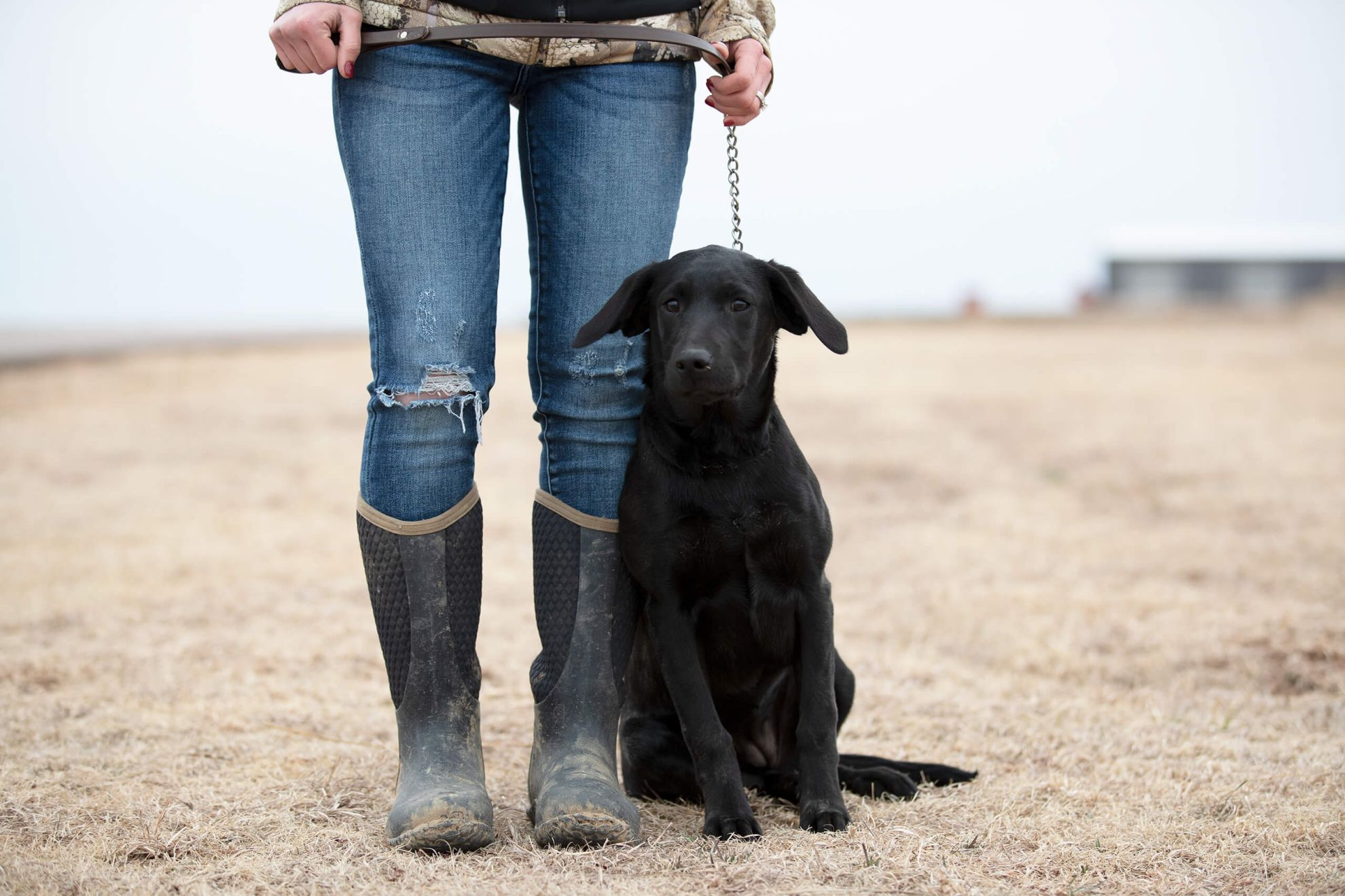 When to start clearance lead training a puppy