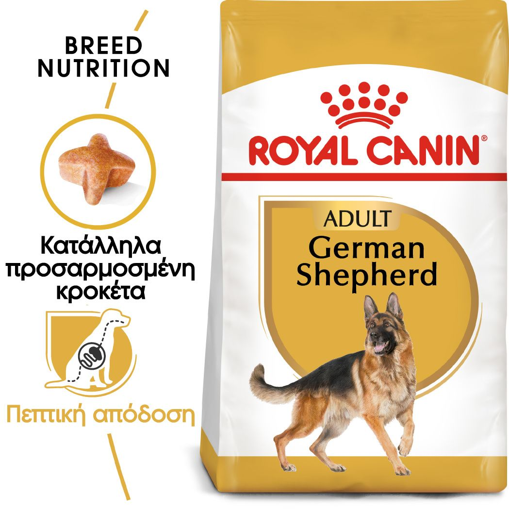 German Shepherd Adult