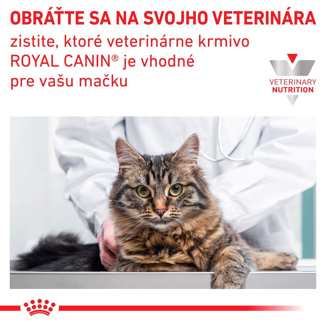 VHN Cat Renal