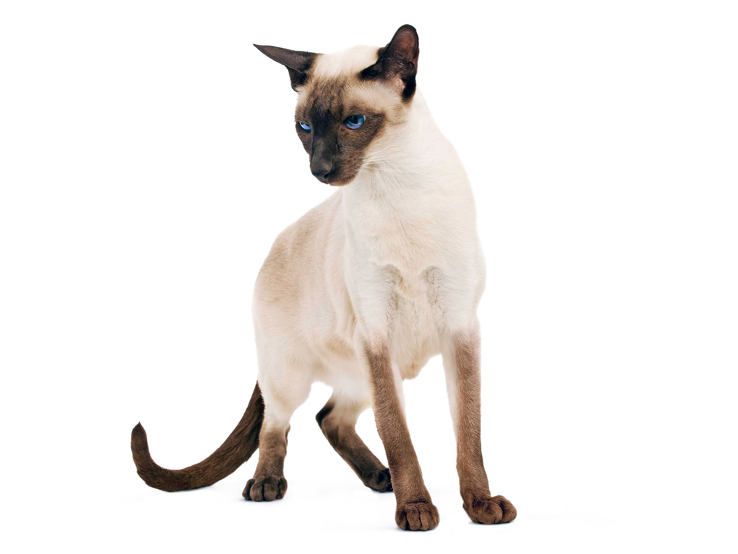 Daftar Ras Kucing Royal Canin