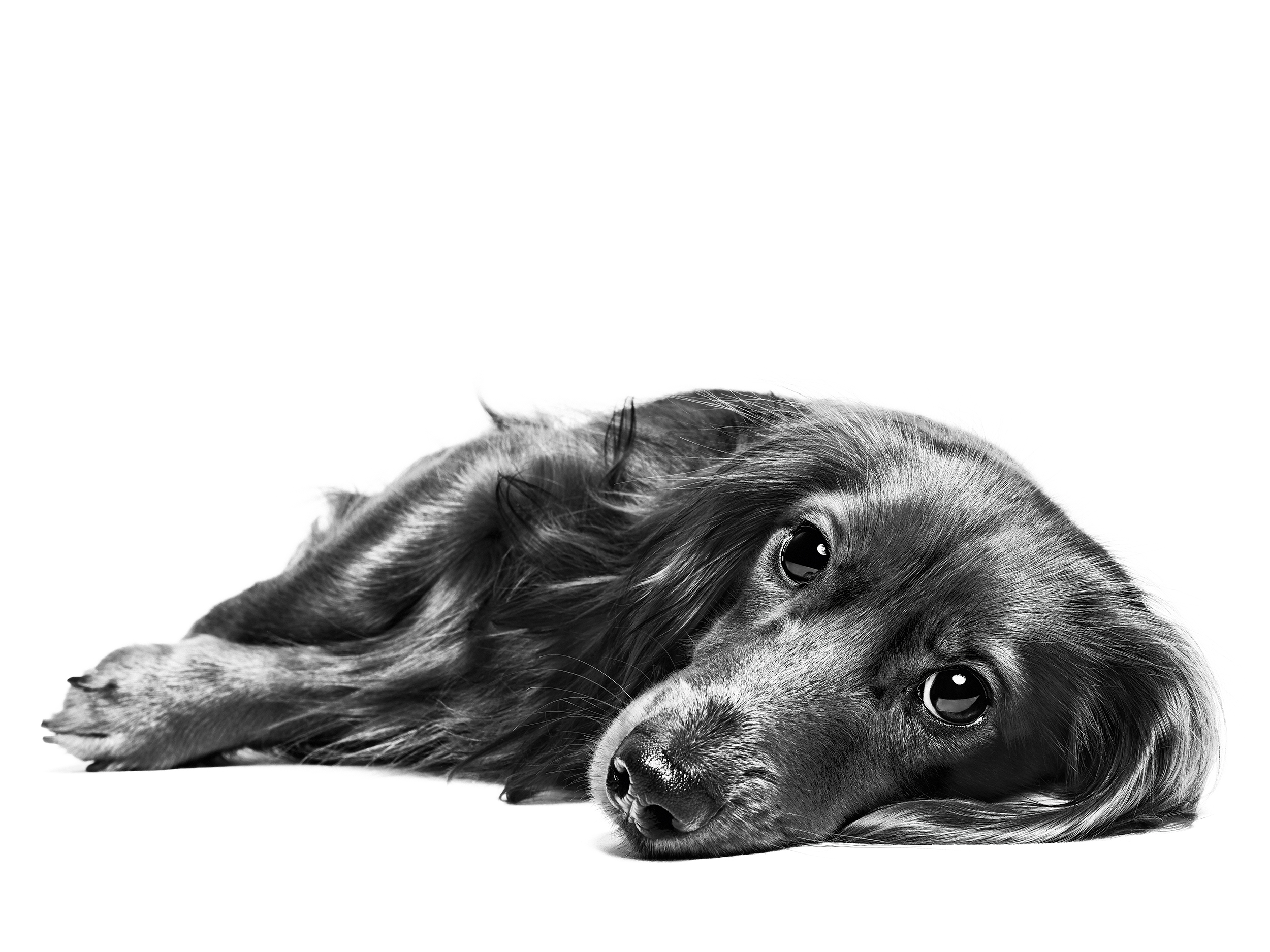 Black and white adult dachshund lying down 