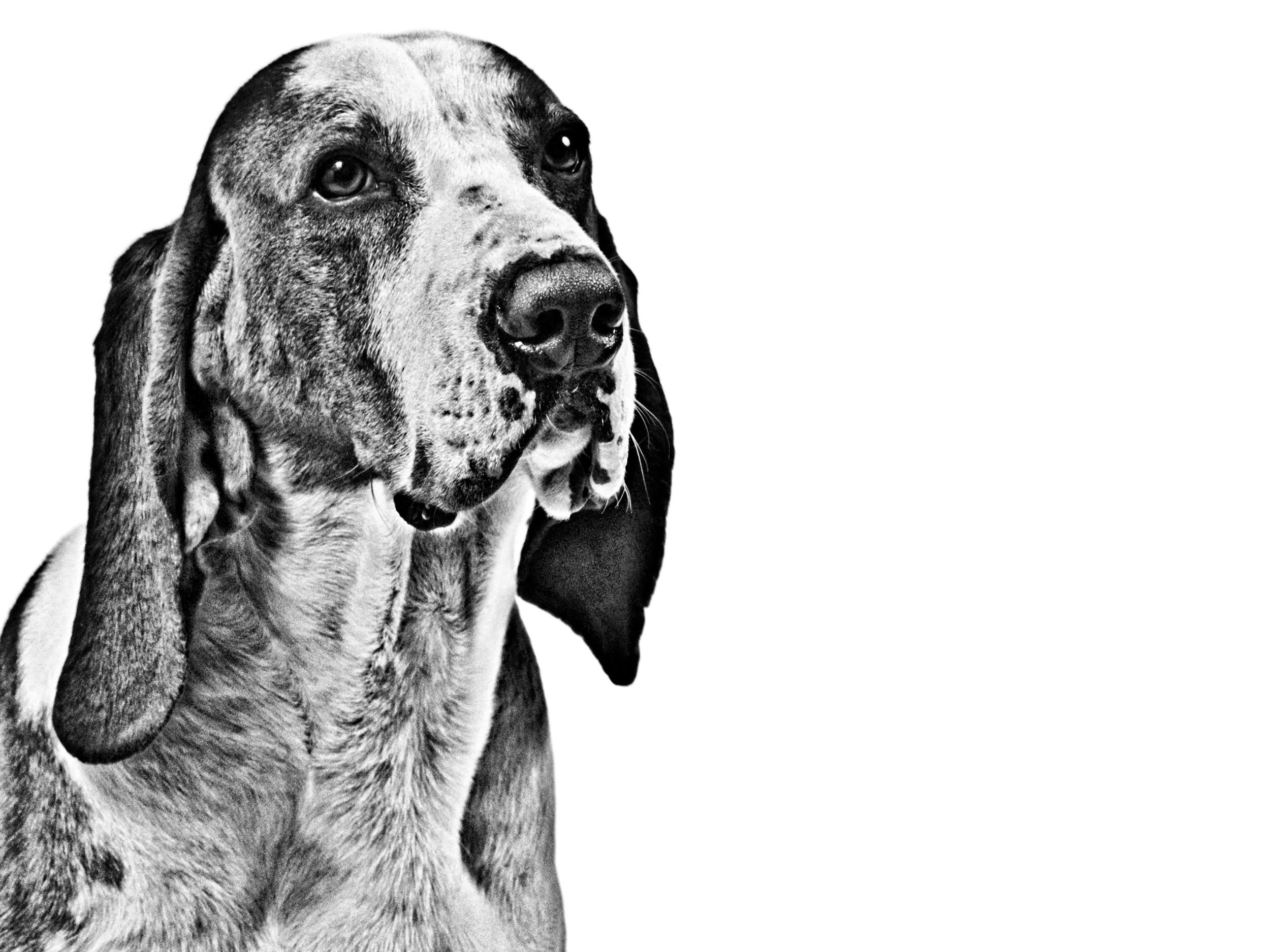 Royal canin shop basset hound