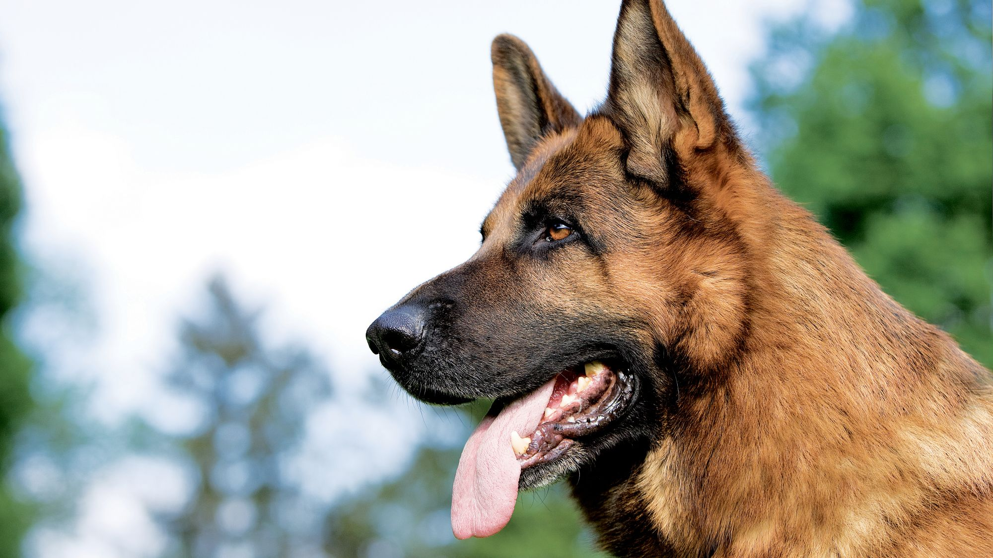 Nærbilde fra siden av en pesende schäferhund