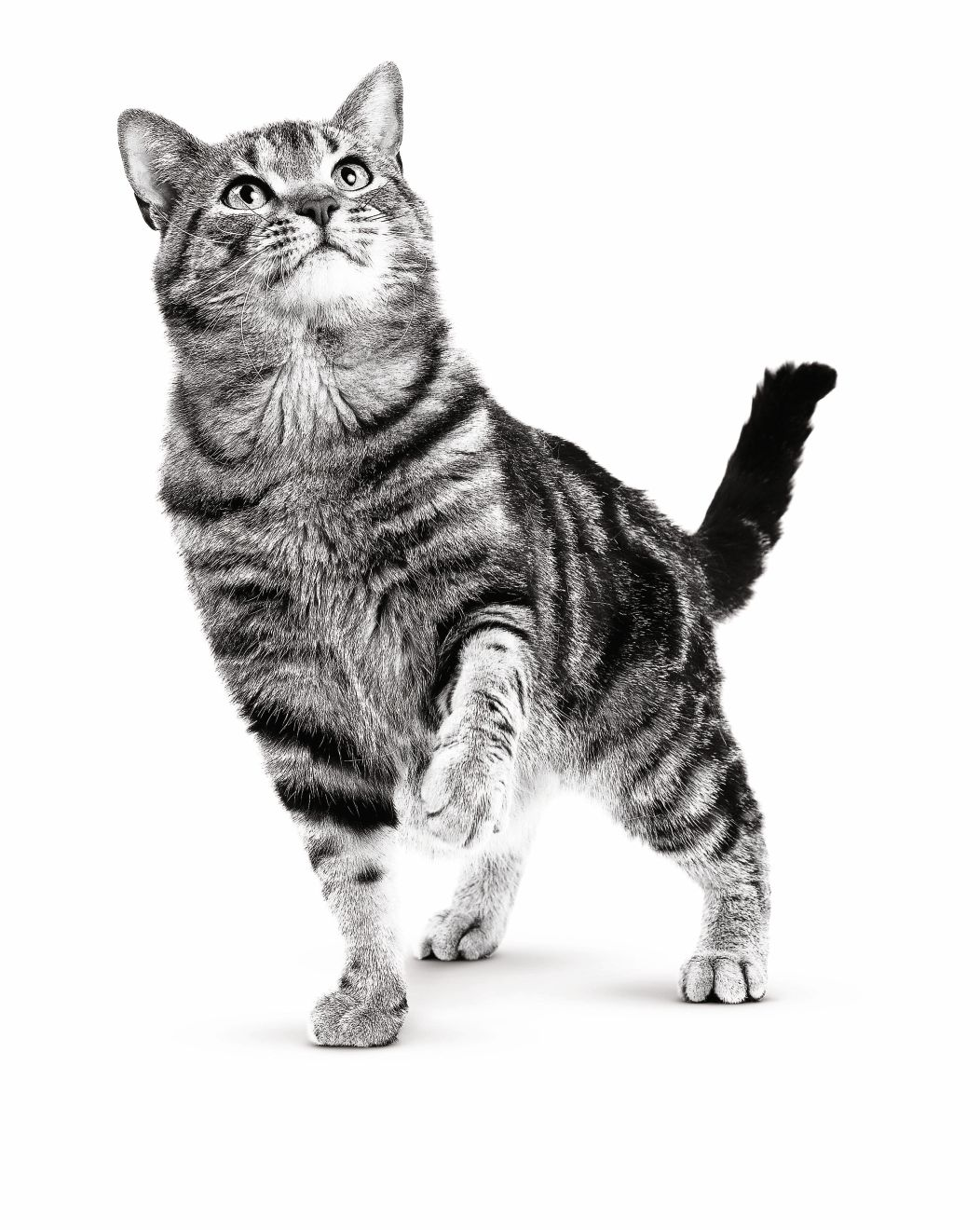 European shorthair on with background