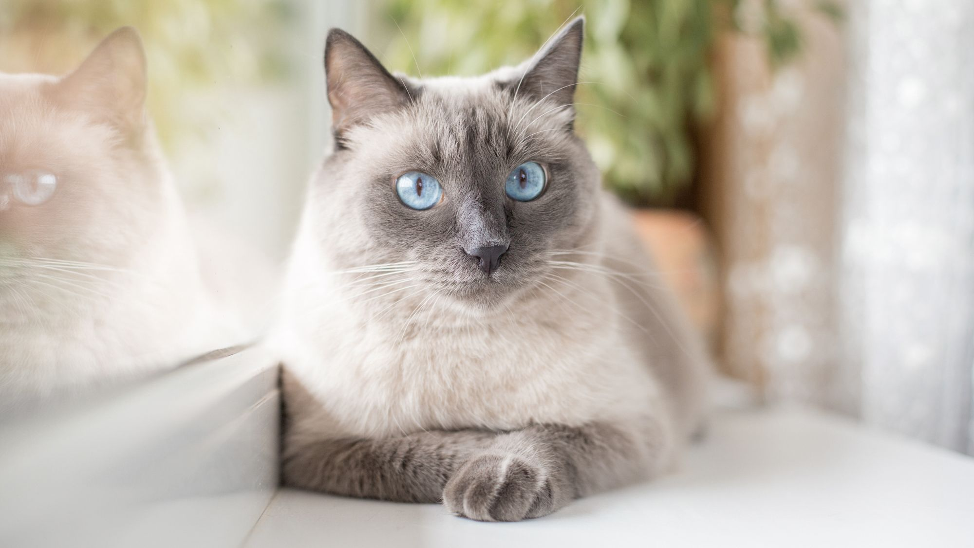 Gato cinza com olhos azuis sentado no parapeito da janela