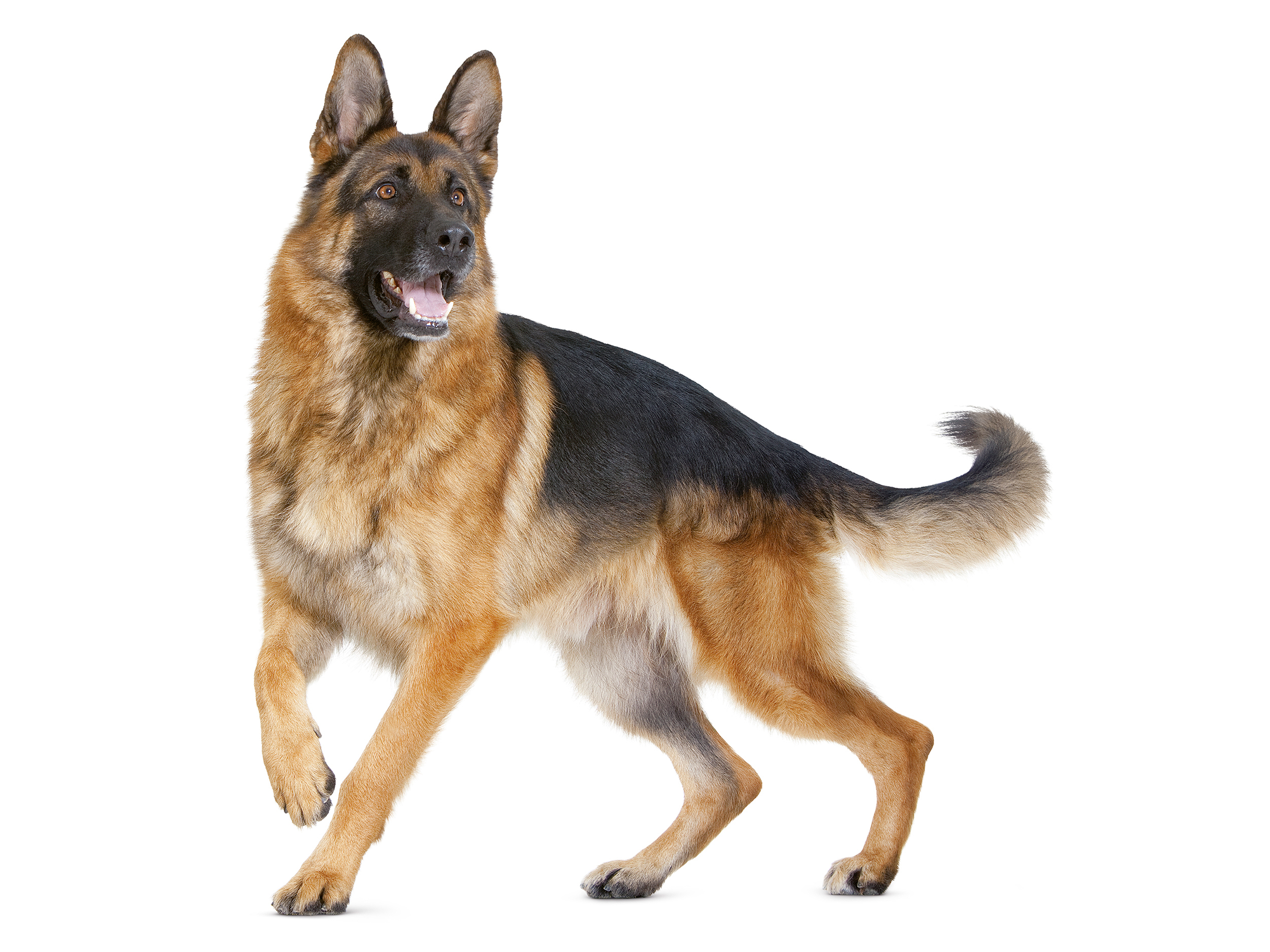 German Shepherd adult in black and white