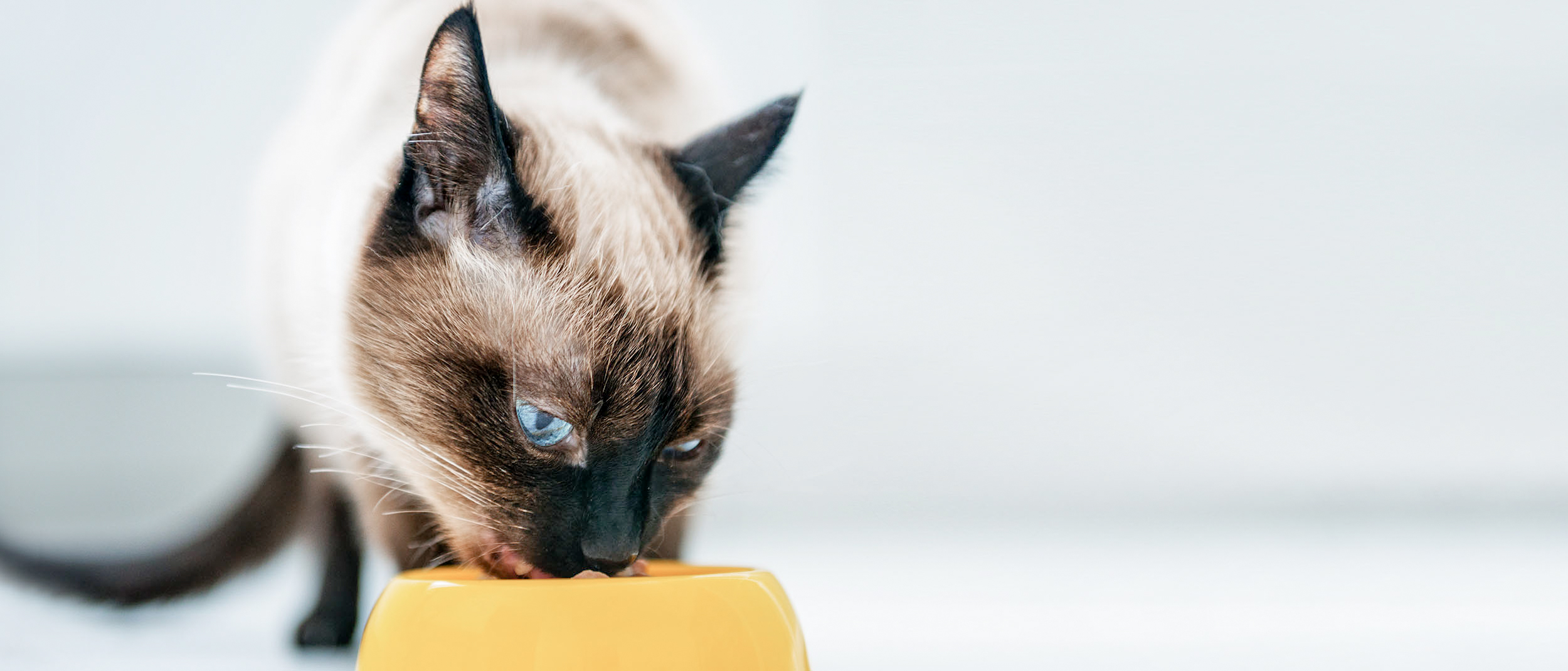 Kucing Siam dewasa berdiri di dalam ruangan, makan dari mangkuk kuning.