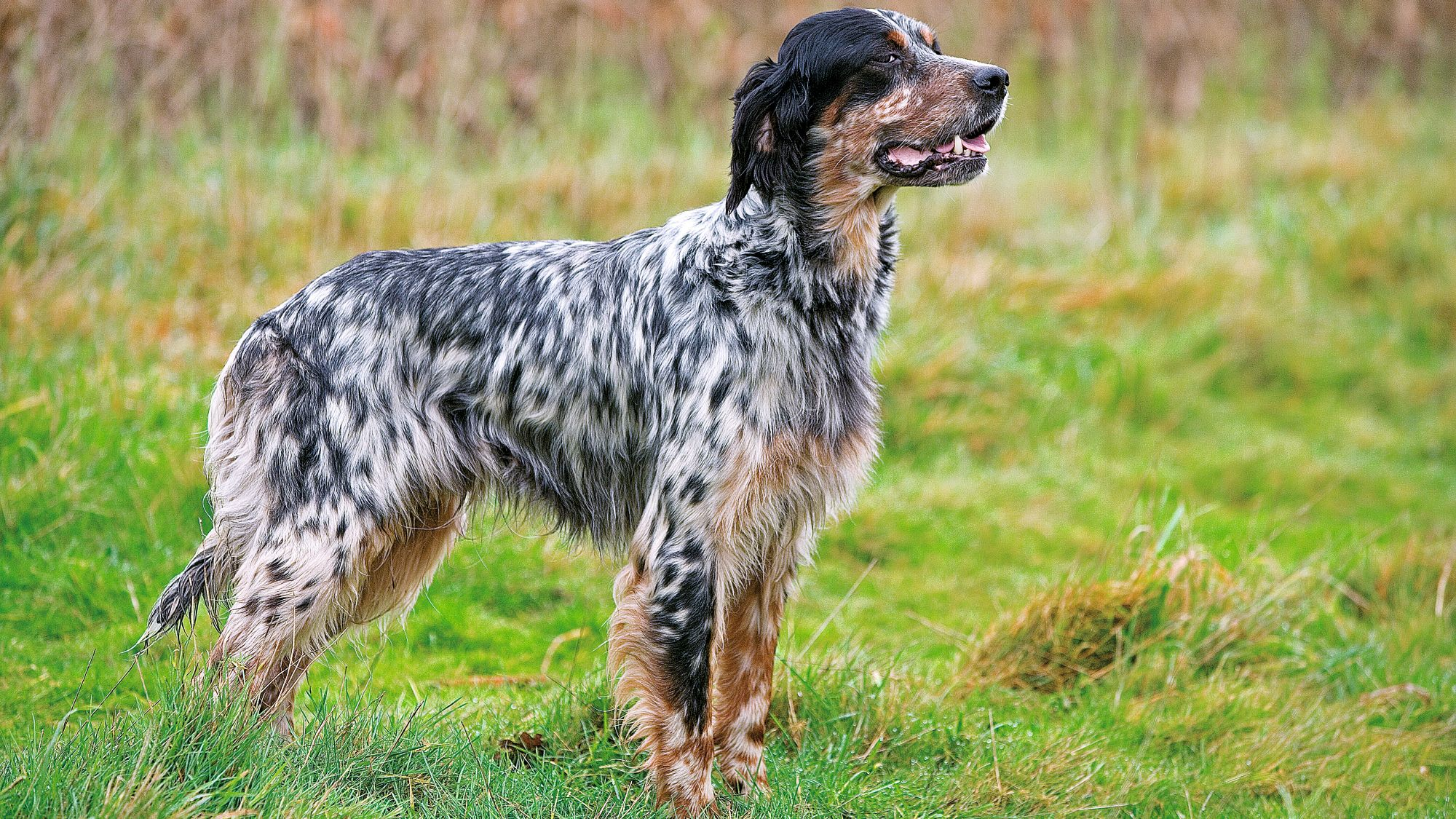 Vue de profil d'un setter anglais debout regardant vers la droite