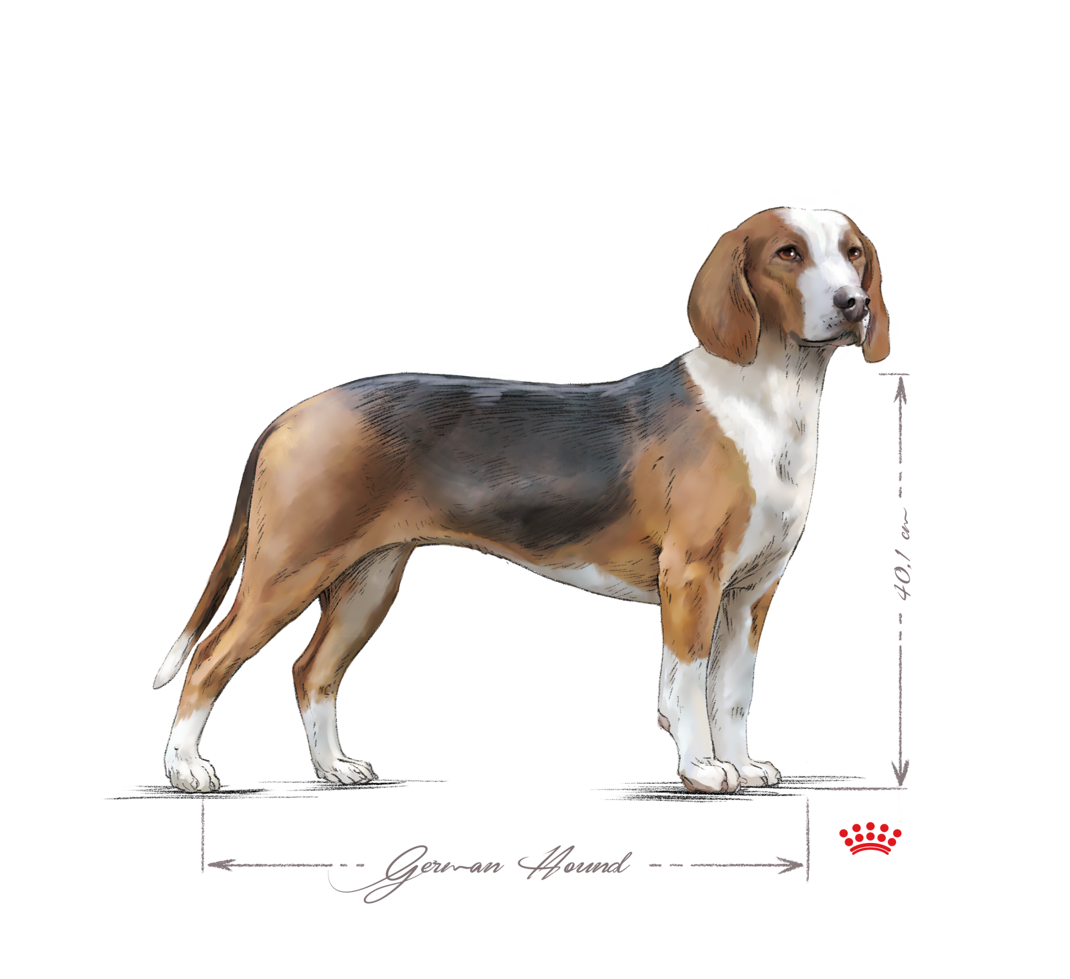 German Hound adult black and white