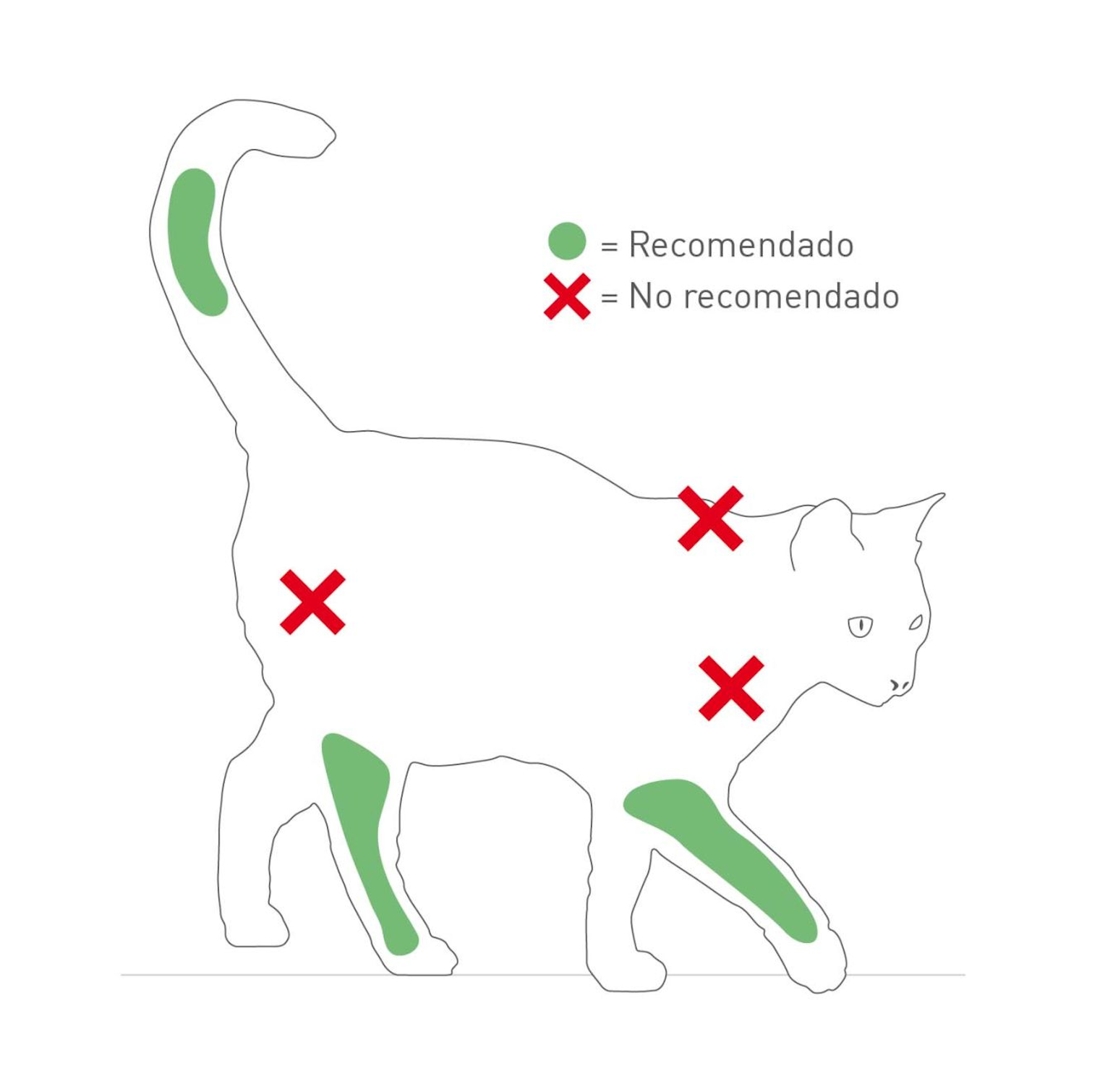 Vacunas e inmunidad en gatitos |
