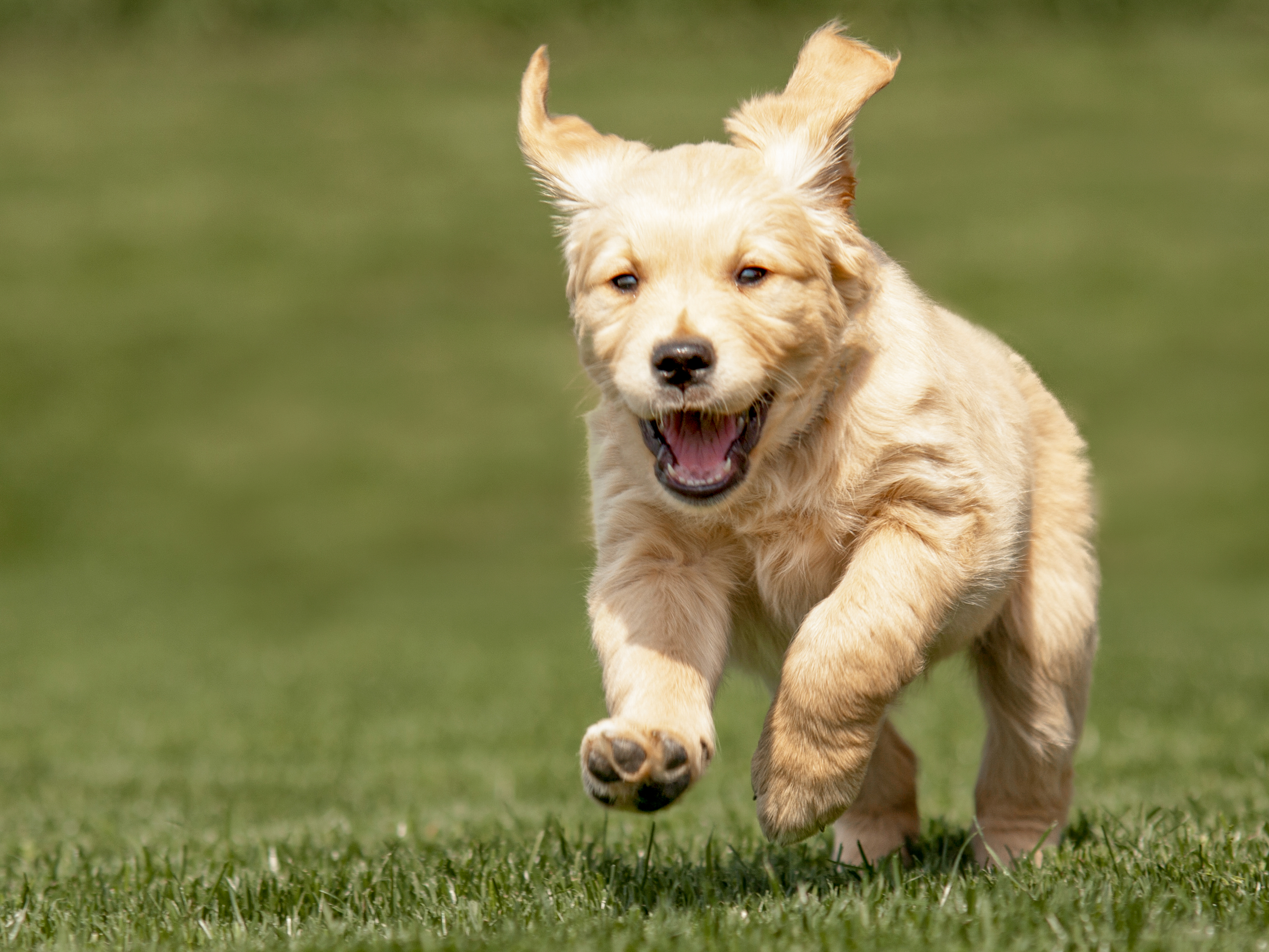 Golden Retriever puppy running outdoors in the grass