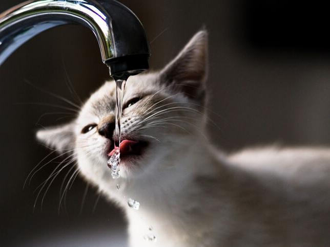 Niedliches Kätzchen trinkt aus dem Wasserhahn