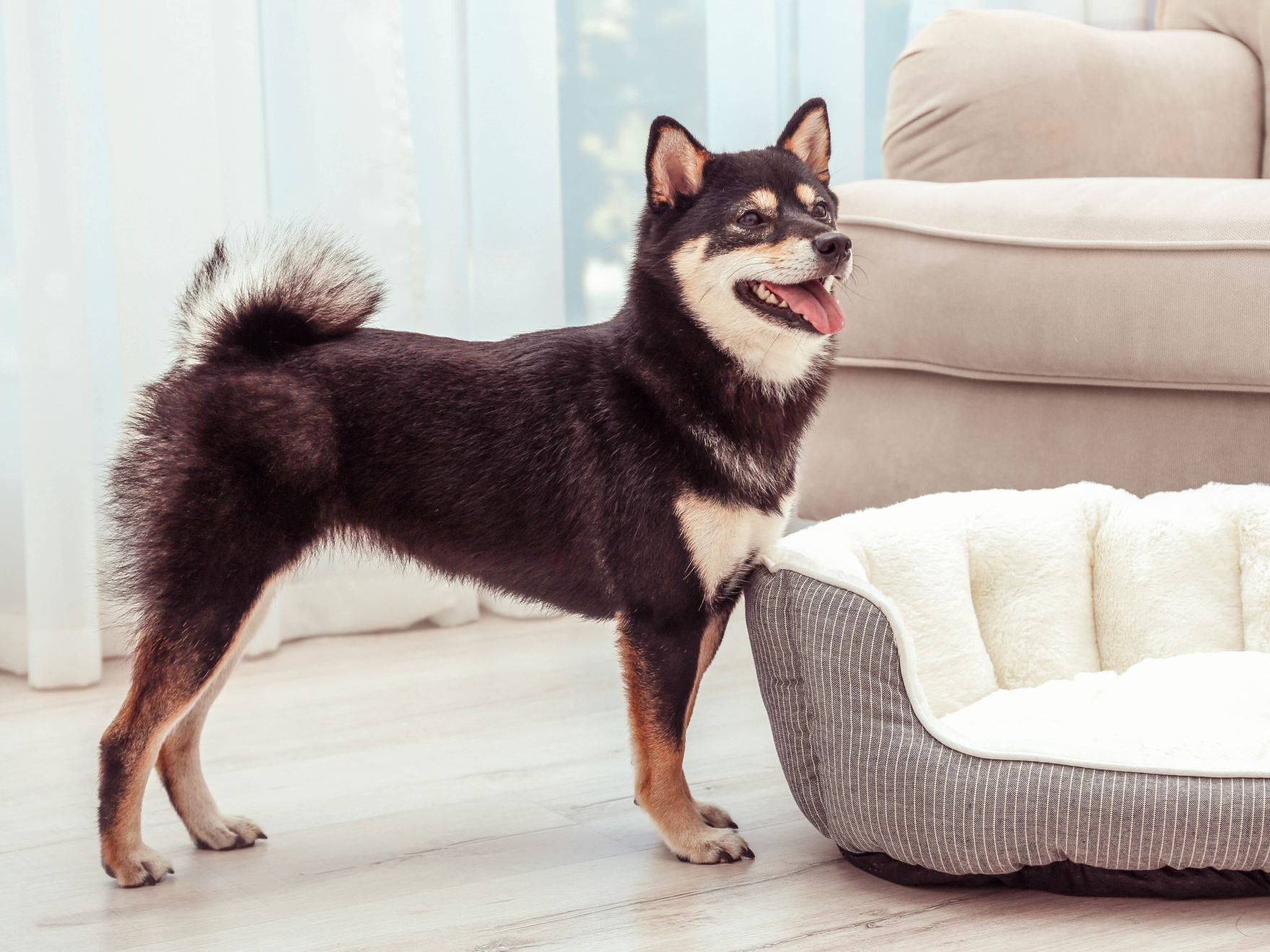 Brown and Black Shiba Inu