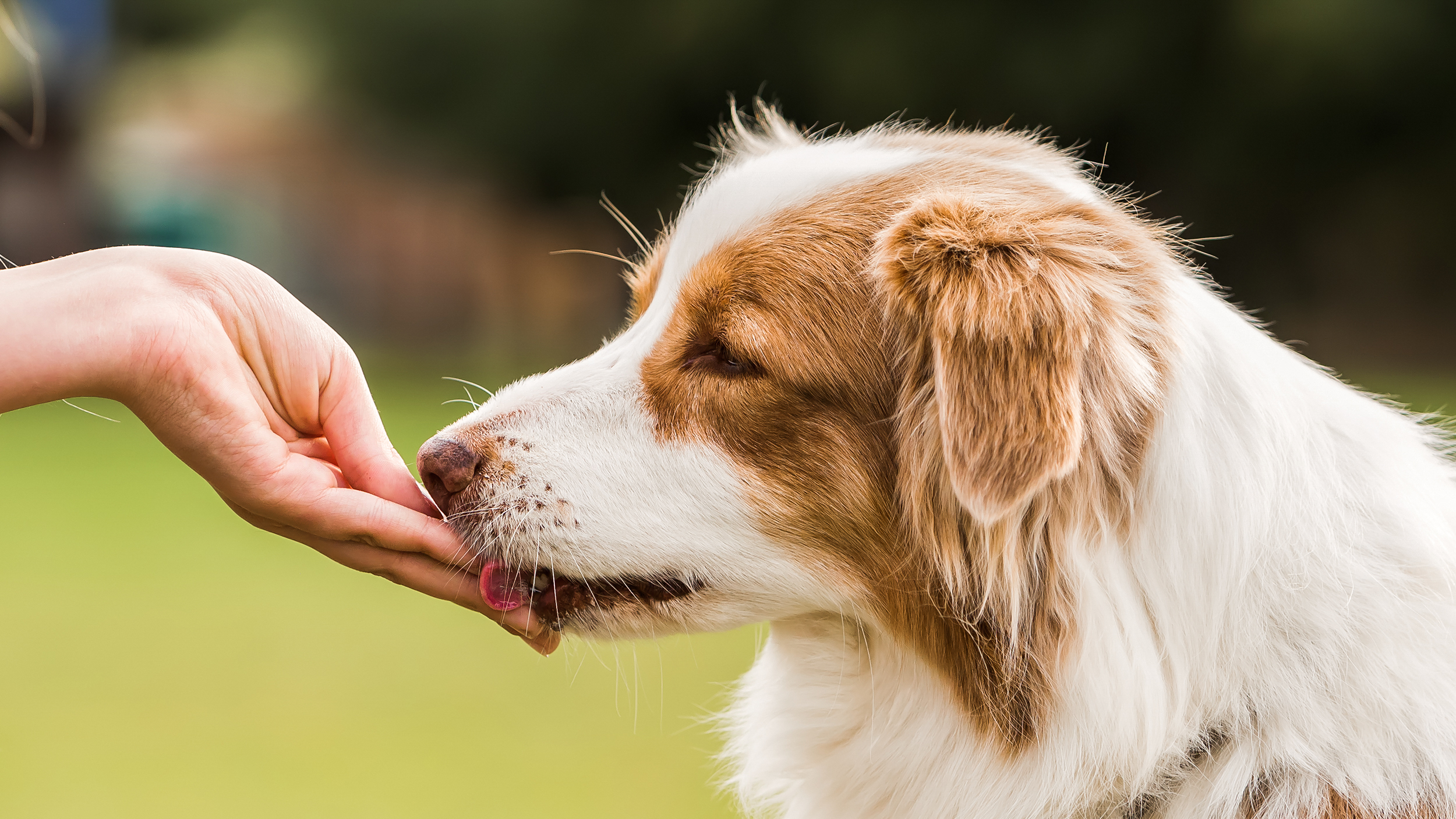 Australian Shepherd being fed a kibble reward outdoors