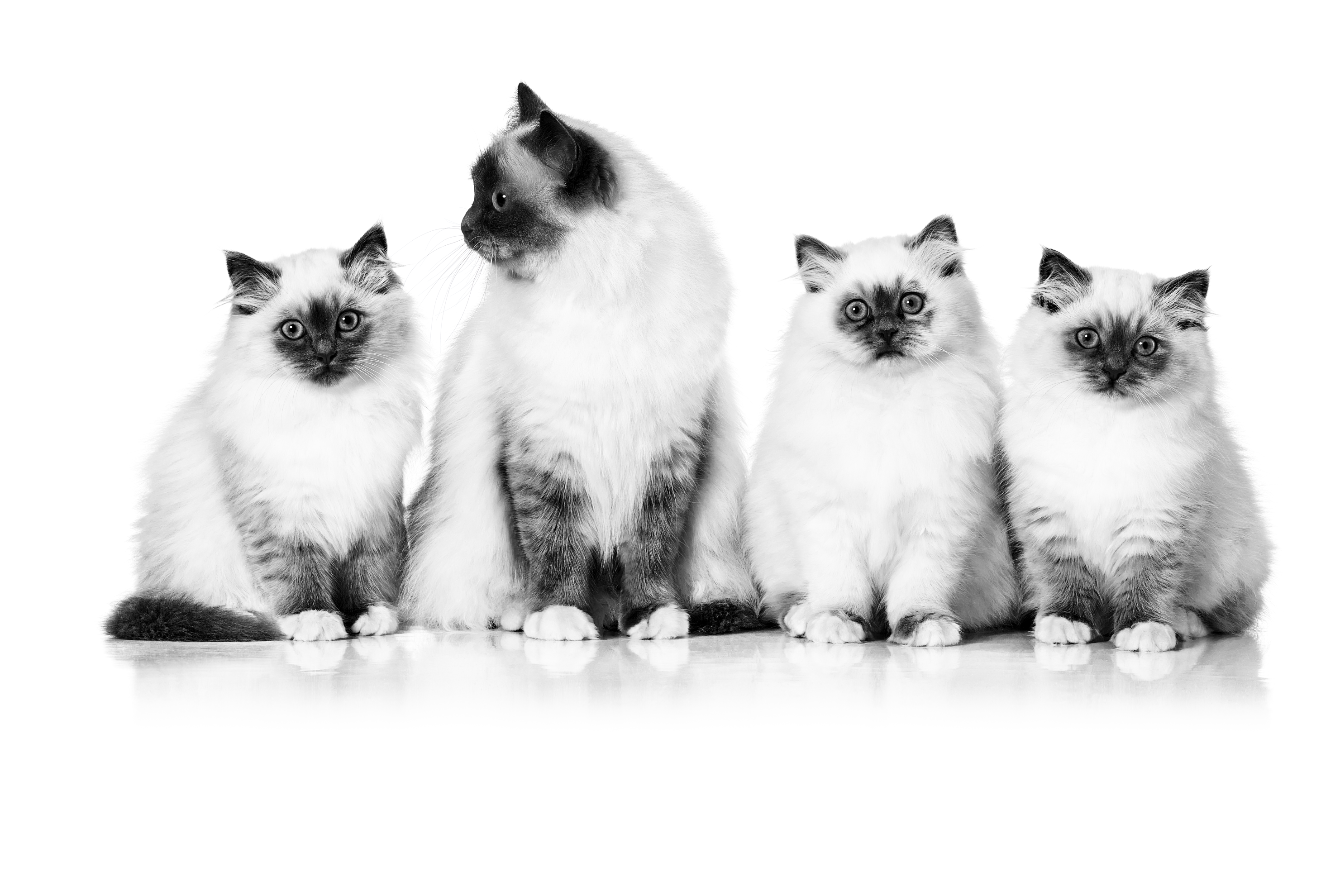 Sacred Birman kitten and mother sitting together