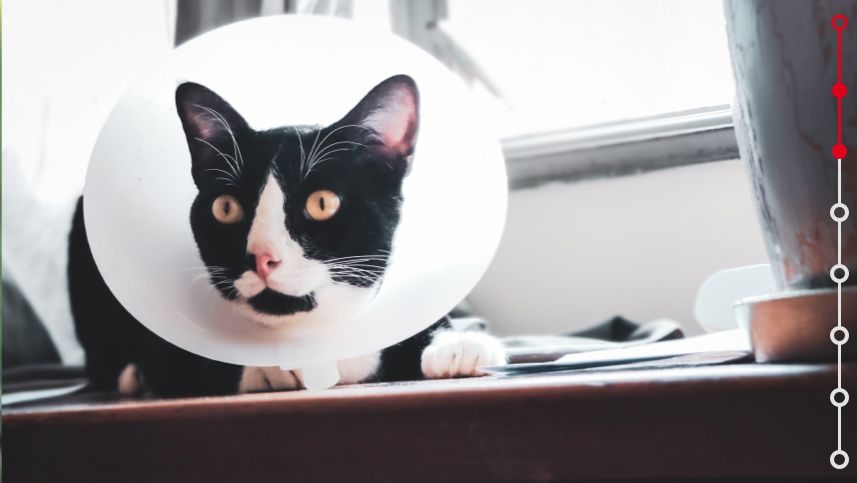 kitten wearing a cone shaped collar