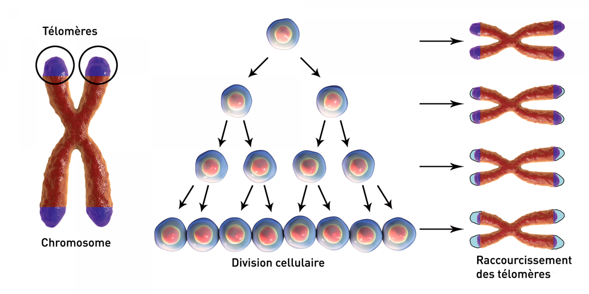 Les télomères (représentés en violet) protègent les extrémités des chromosomes et aident à maintenir la stabilité génétique mais ils raccourcissent chaque fois qu’un chromosome se réplique. Quand ils atteignent une longueur critique, cela déclenche la sénescence et/ou l’apoptose des cellule