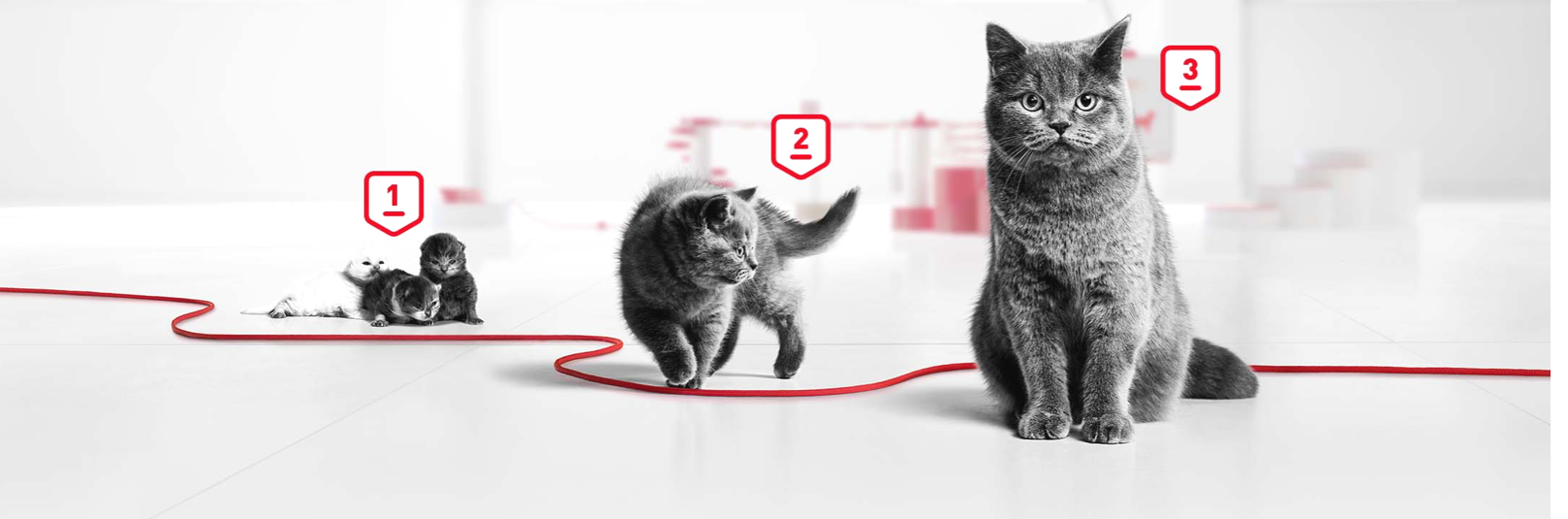 Royal canin kitten outlet growth