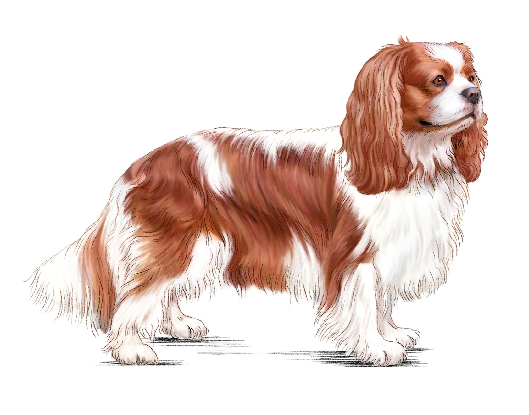 Ilustración de un Cavalier King Charles de pie