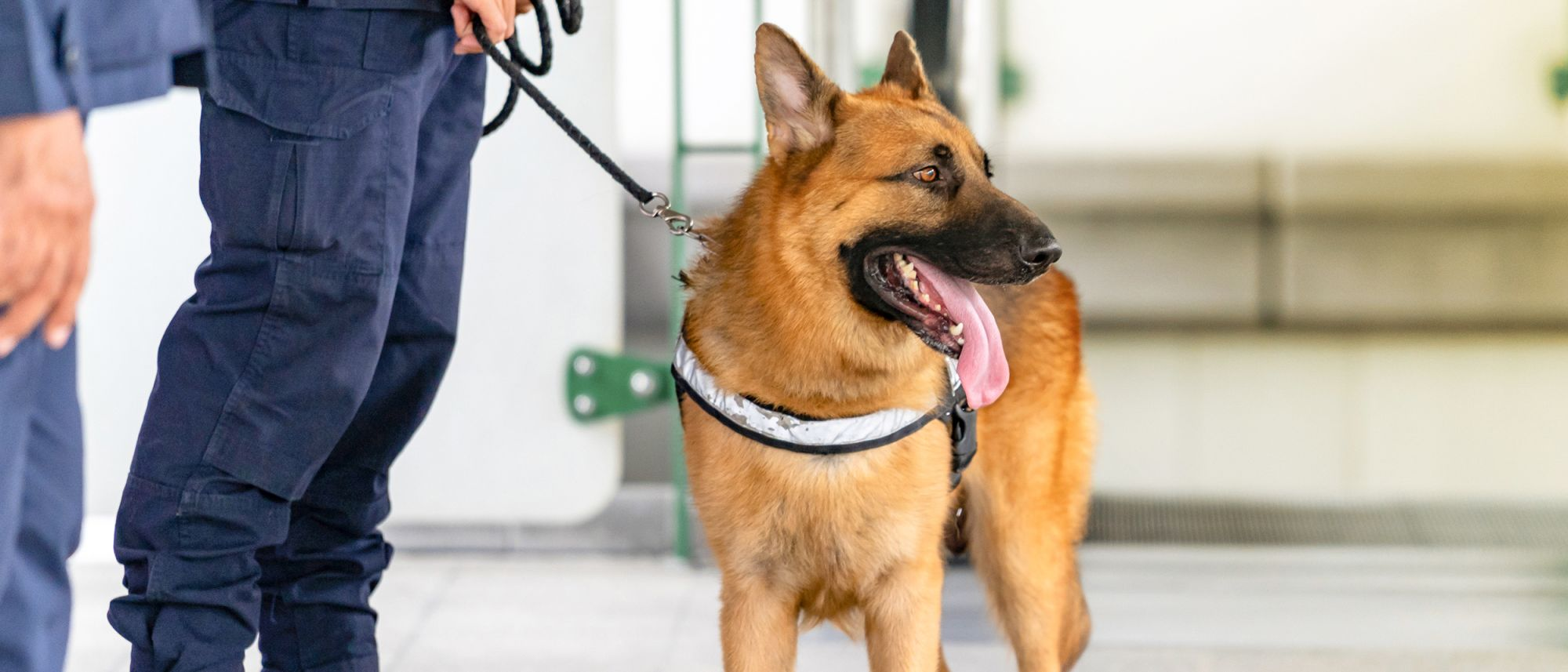 German Shepherd sniffer dog