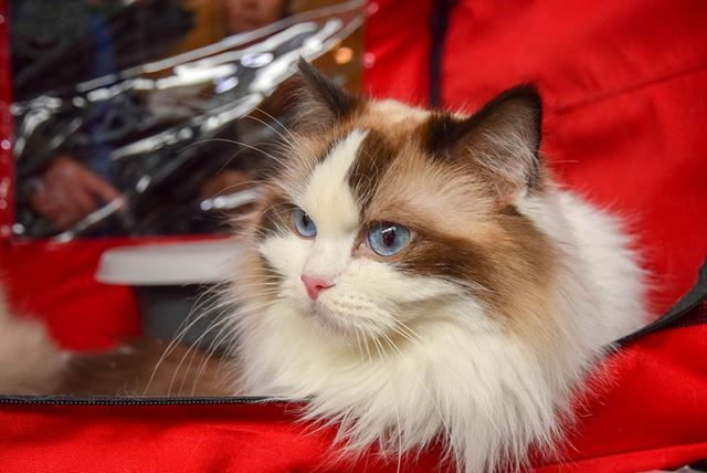 royal-canin-international-cat-show-1