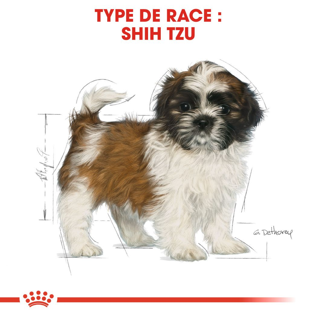 Chiot Shih Tzu