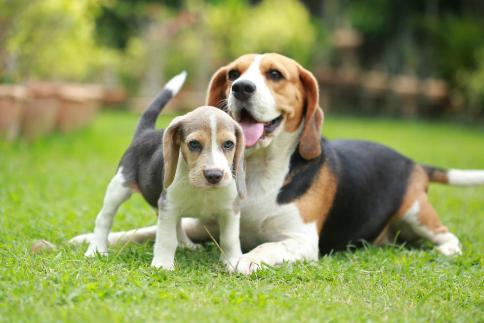 Ein ausgewachsener Beagle liegt auf einem Rasen. Zwischen seinen Vorderbeinen steht ein Beagle-Welpe.
