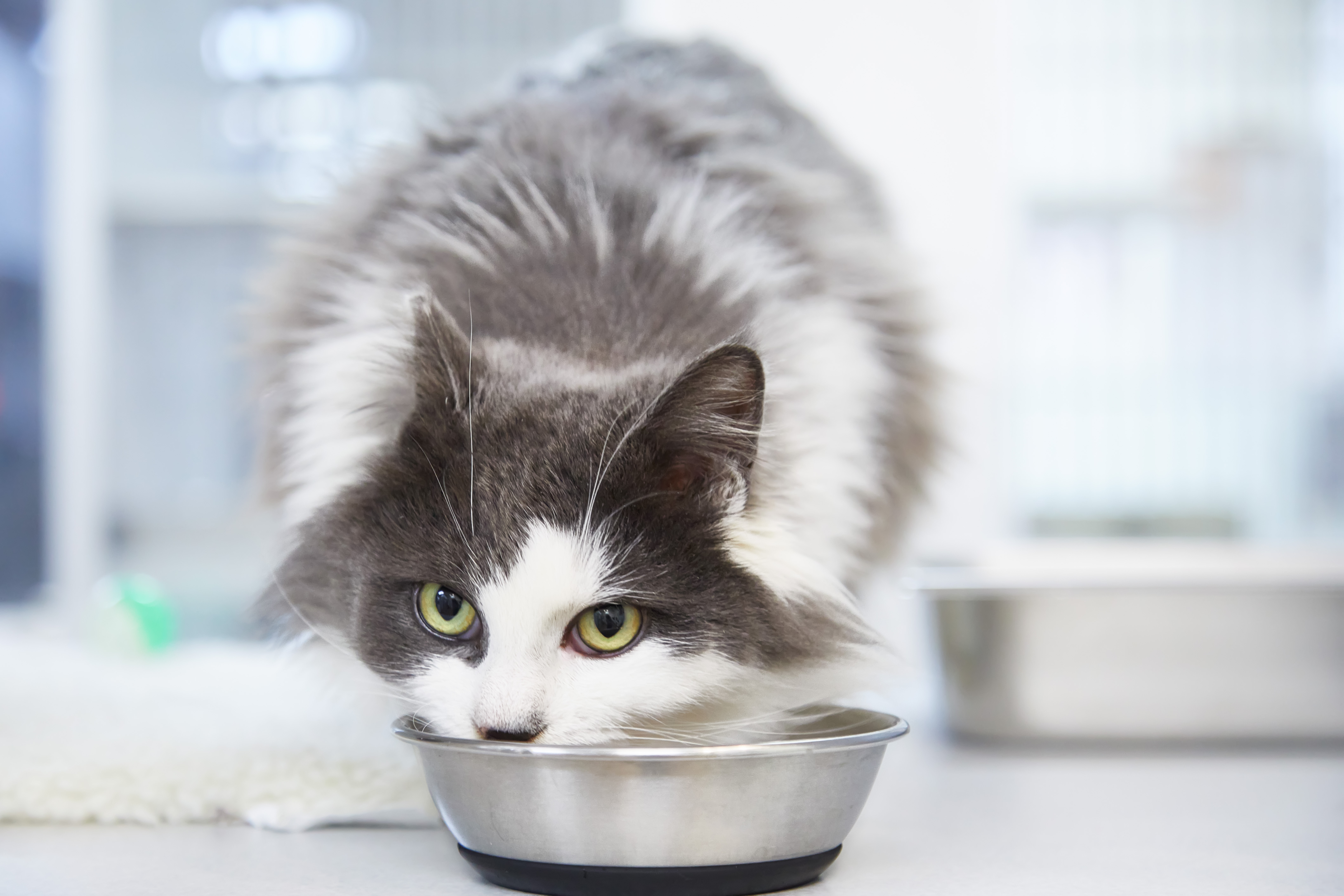 Недержание мочи у кота или кошки – причины и чем лечить