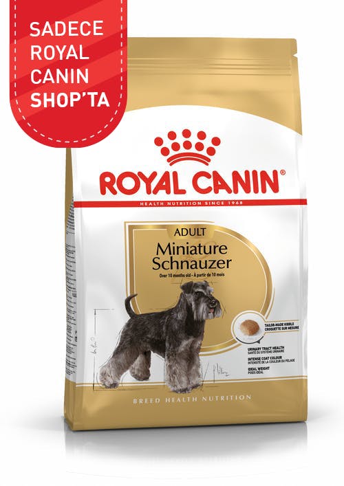 Miniature Schnauzer Adult