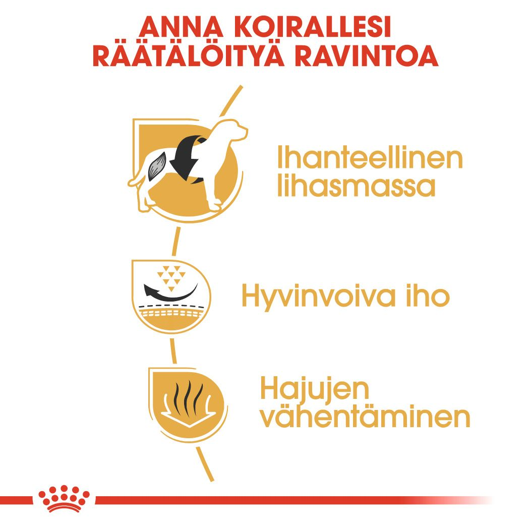 French Bulldog Adult