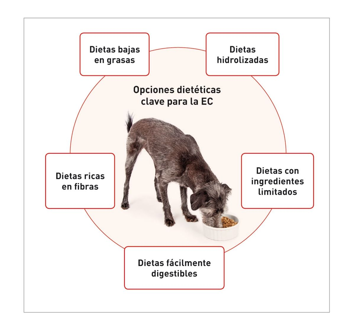 Imagen de un perro comiendo de un plato, rodeado de recuadros que mencionan opciones dietéticas clave para la enteropatía crónica (EC) en perros: dietas bajas en grasas, dietas hidrolizadas, dietas con ingredientes limitados, dietas fácilmente digestibles y dietas ricas en fibras.