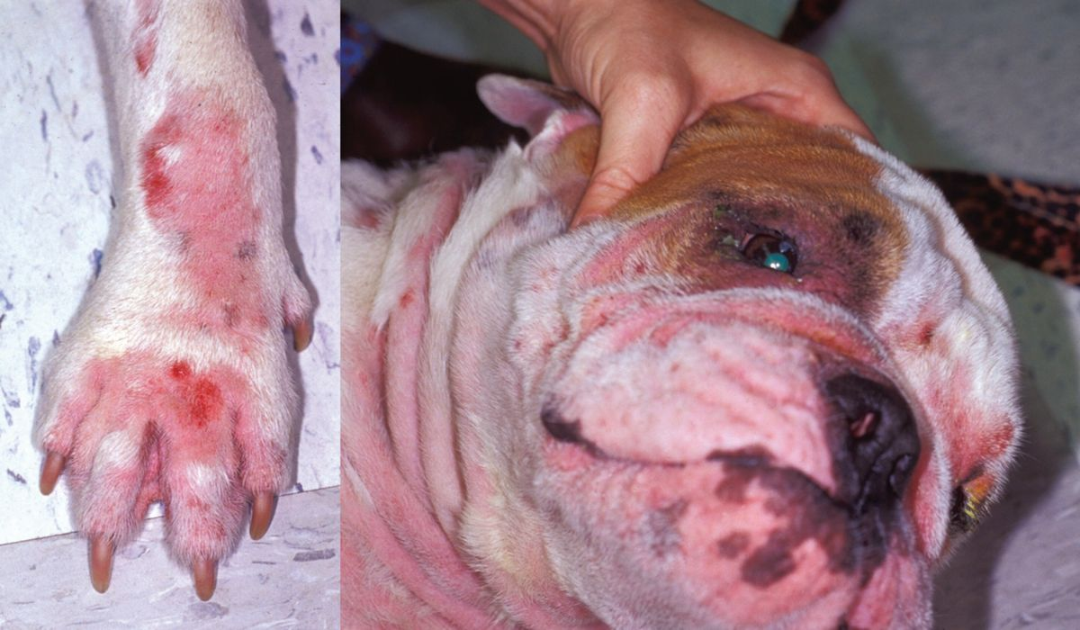 Figura 5. Perro con sarna demodécica. Muchos perros afectados presentan prurito en la cara y se puede confundir fácilmente con un cuadro alérgico. © Rosanna Marsella