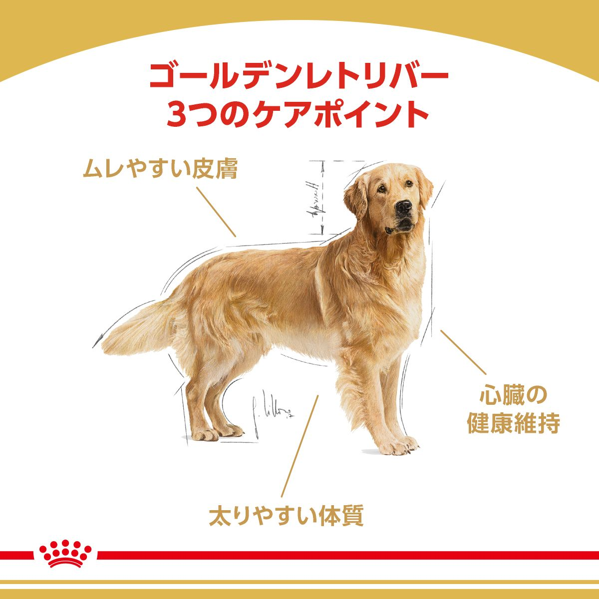 ゴールデンレトリバー 成犬～高齢犬用