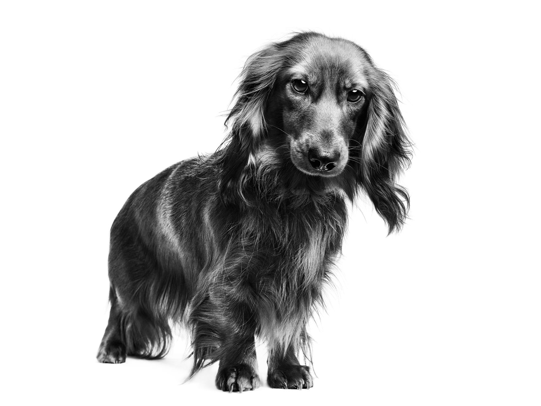 Dachshund adult standing in black and white on a white background