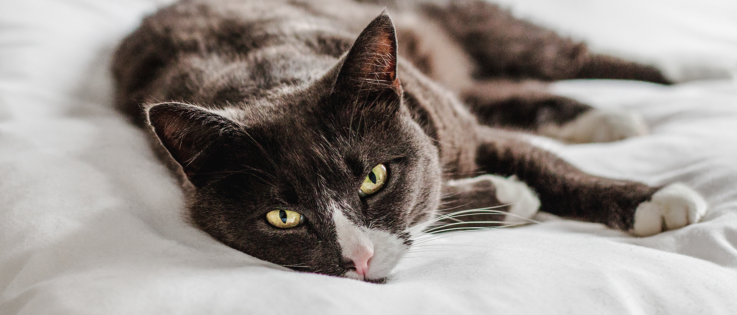 Gato adulto deitado num cobertor branco num espaço interior.