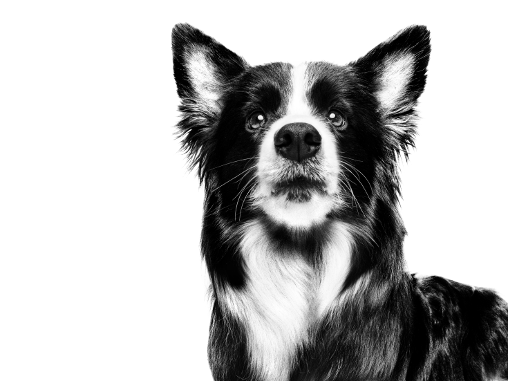 Black and white portrait of Border Collie with paws in front