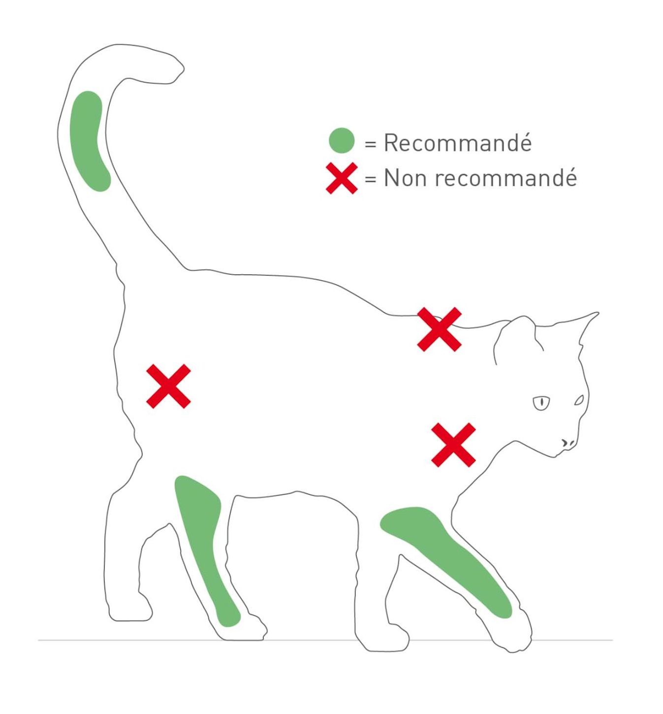 Les Vaccinations Du Chaton Et L Immunite Royal Canin