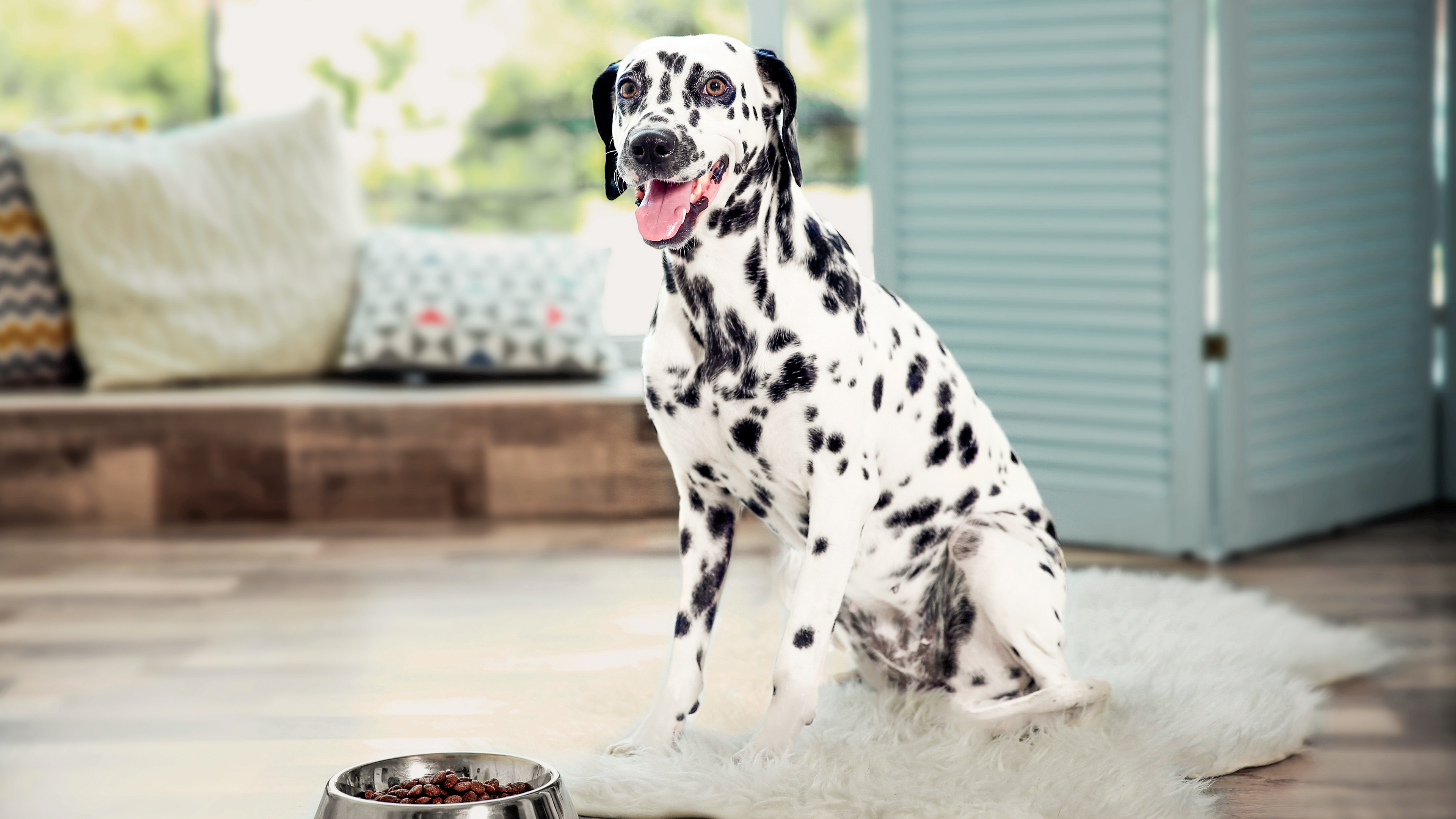Dalmatian adult sitting indoors on a white rug next to a stainless steel feeding bowl