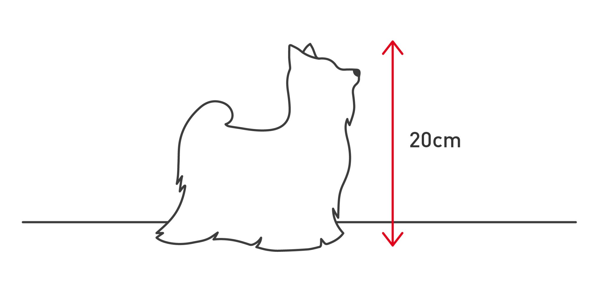 Illustration showing the height of a Yorkshire Terrier