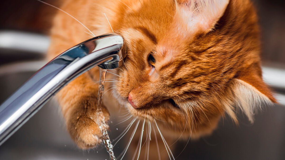 Katze trinkt aus Wasserhahn