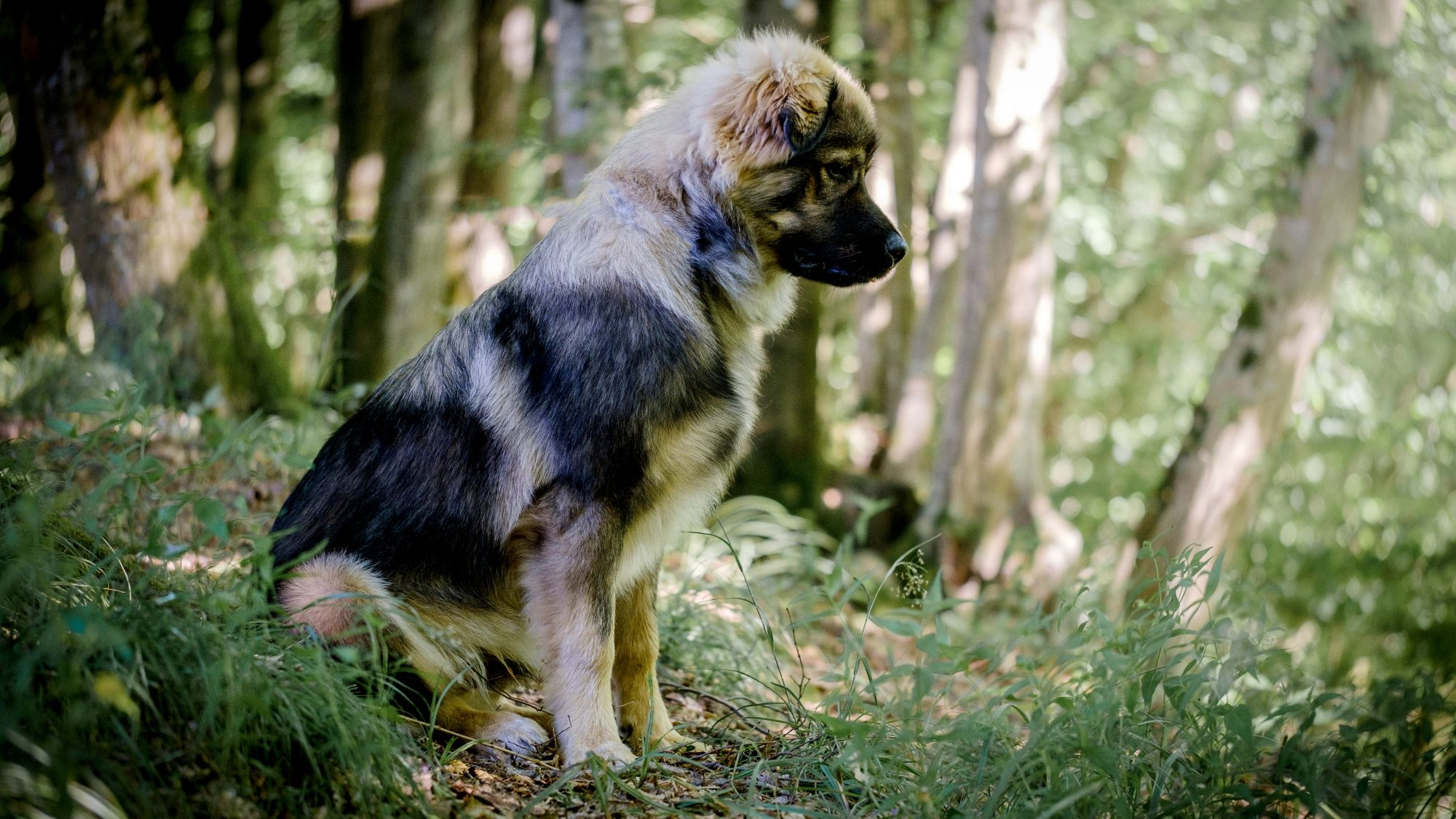 Karst Shepherd Dog sat in a forest, looking downhill