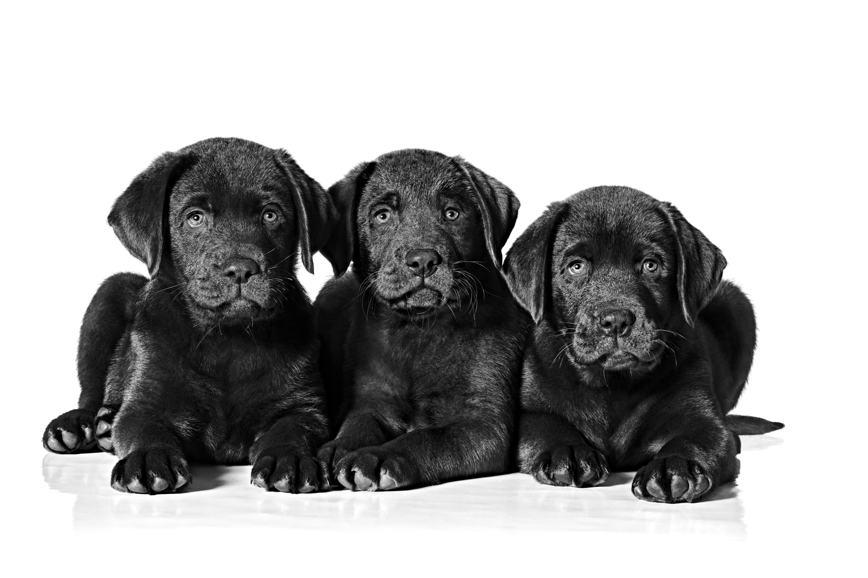 Labrador puppies Start of life