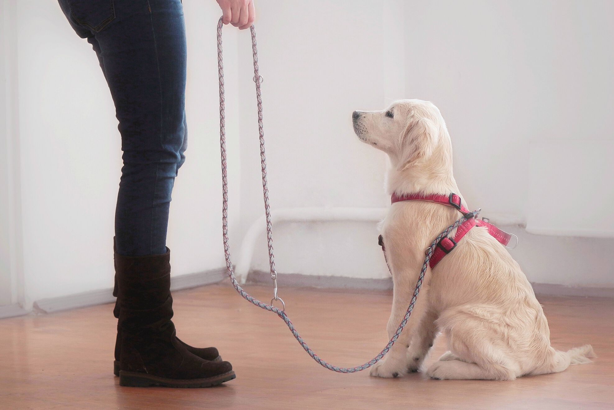 Jeune chiot commençant sa formation de base ; l’exposition à de nouveaux environnements, personnes et objets est indispensable pendant les 13 premières semaines de vie des chiots.