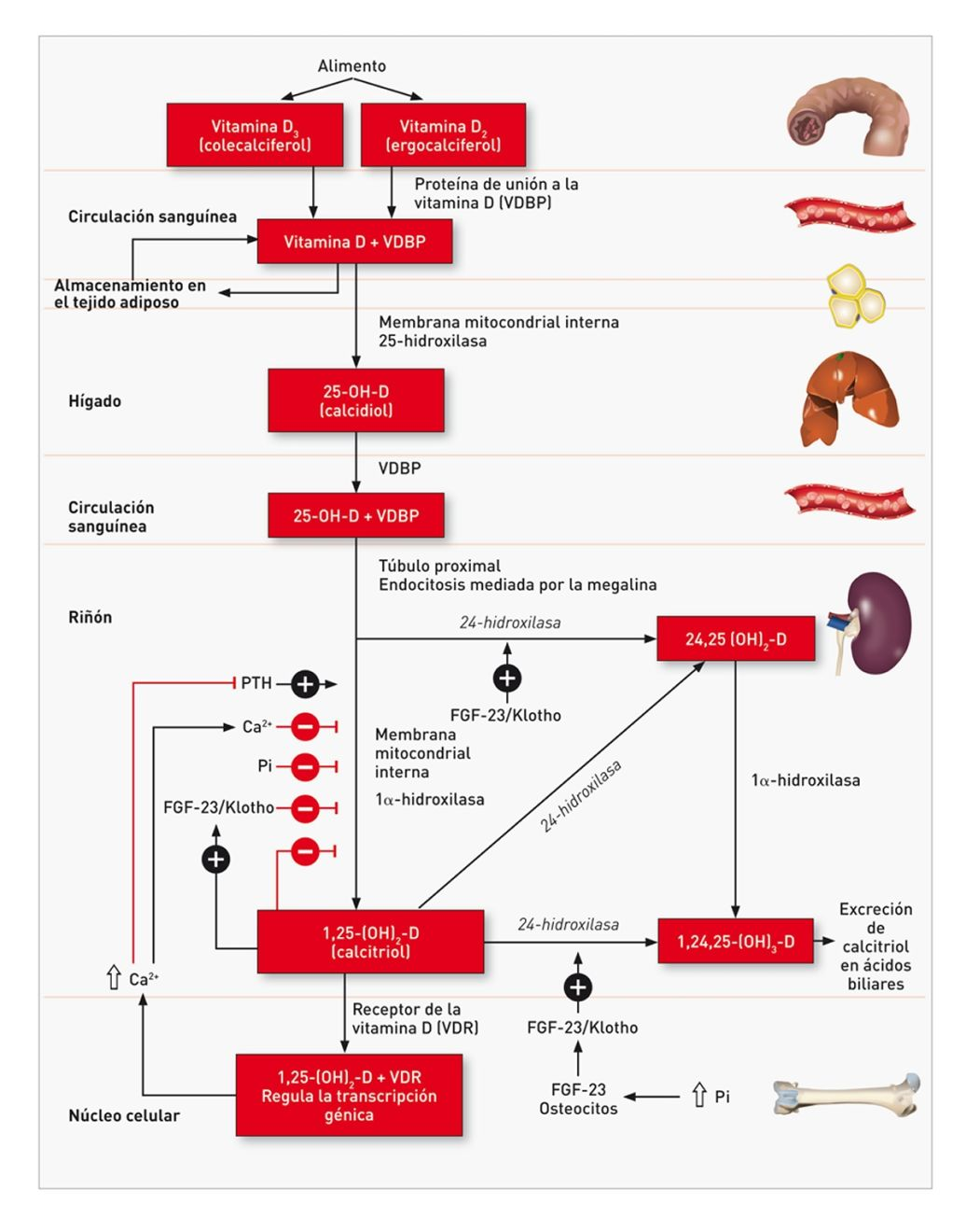Esquema del metabolismo de la vitamina D, que empieza con la ingesta del alimento y sigue con la transformación hepática y renal. Las flechas negras y los signos (+) indican estimulación, mientras que las líneas rojas y los signos (–) indican feedback negativo o actividad disminuida. También se muestra la influencia del fosfato (Pi), del calcio ionizado (Ca2+), del factor de crecimiento fibroblástico 23 (FGF-23), de Klotho y de la PTH.
