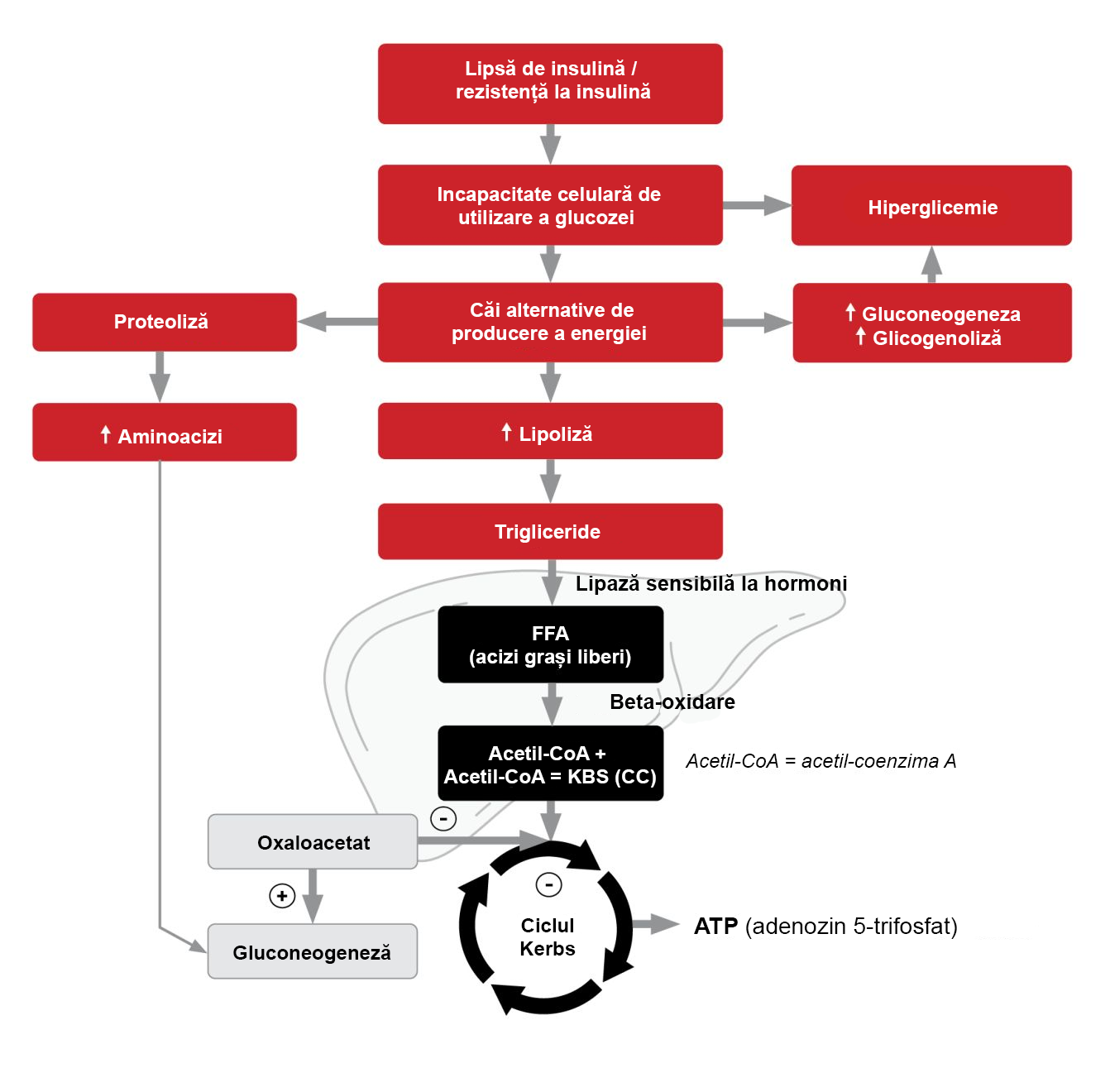 Căile metabolice implicate în CAD 