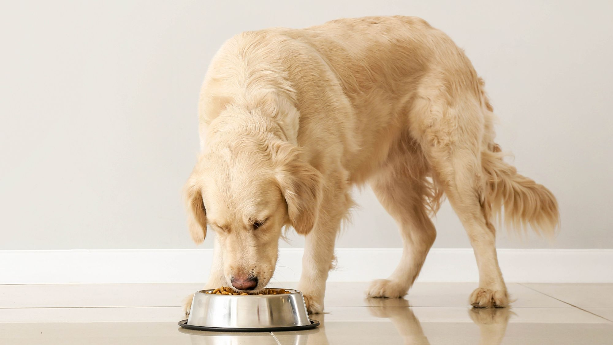 Dog eating from silver bowl