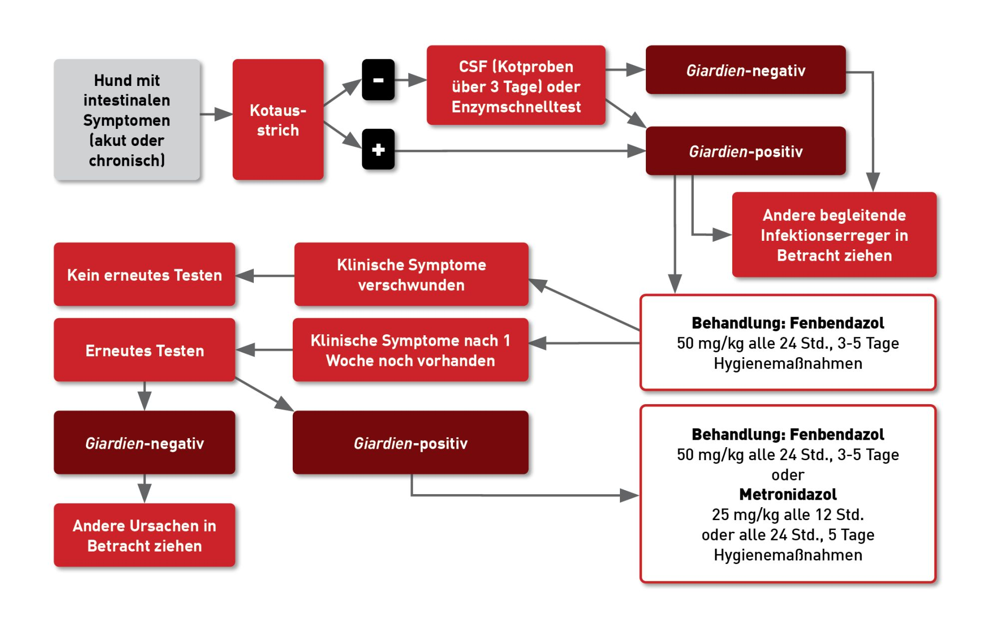 Entscheidungsbaum für die Diagnose und Therapie von Giardien-Infektionen bei Hunden 