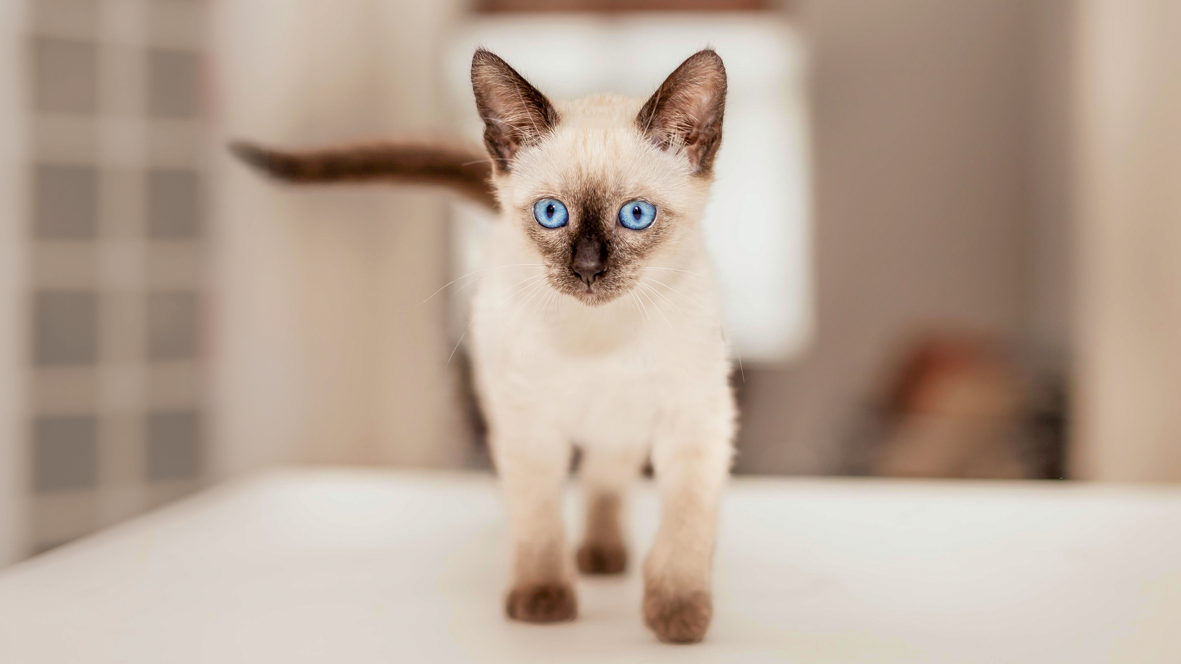 Siamese kitten standing on a table indoors